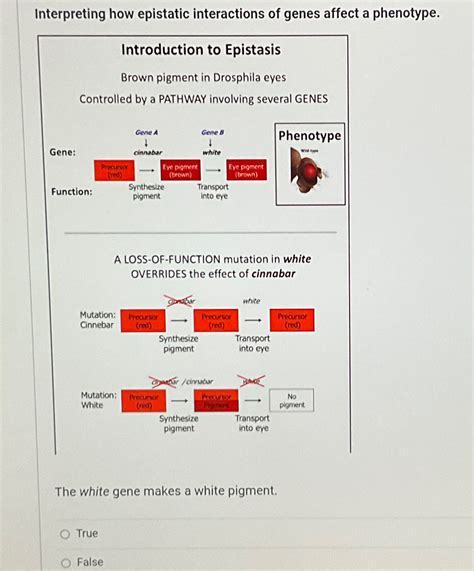 Solved Interpreting how epistatic interactions of genes | Chegg.com