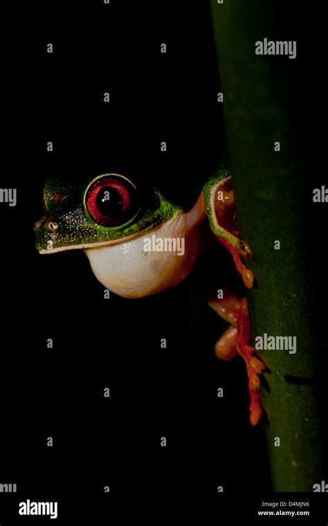 Red Eyed Tree Frog Agalychnis Callidryas Stock Photo Alamy