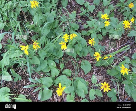 Heartleaf Arnica Arnica Cordifolia Stock Photo Alamy
