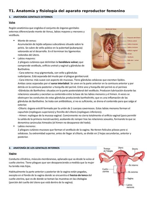 T Anatom A Y Fisiolog A Del Aparato Reproductor Femenino T