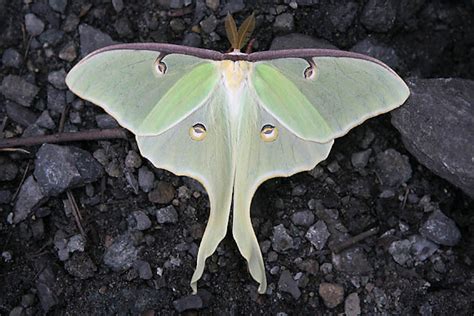 Luna Moth Project Noah