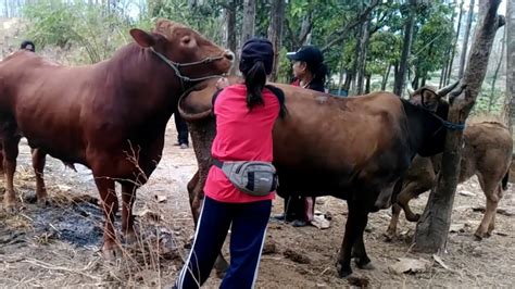 Claudia Marie Black Bull Breeding 13 A Guide To Superior Livestock Production