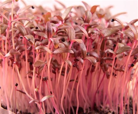 Red Garnet Amaranth Microgreen Seeds Non Gmo Fresh Microgreen Seeds Etsy