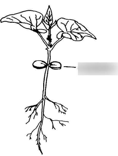 bean plant diagram Diagram | Quizlet