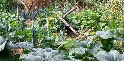 Amenagement Jardin Potager Permaculture Collection De Photos De Jardin