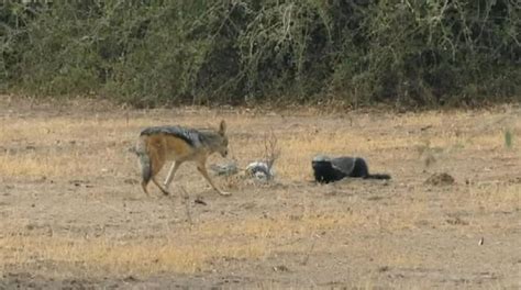 Shocking Video Of Python Honey Badger And Jackals Fighting Each Other