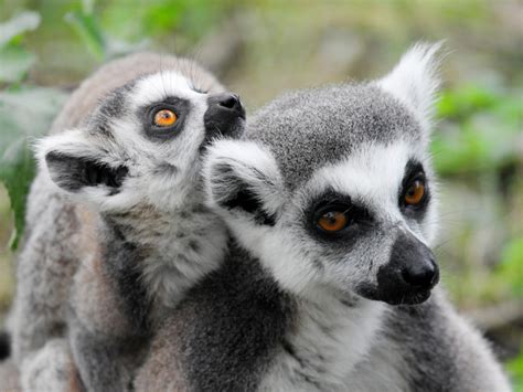 Estos son los animales que más tiempo duermen del mundo