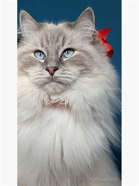 Beautiful Lynx Ragdoll Cat Poster For Sale By Fluffycat2020 Redbubble