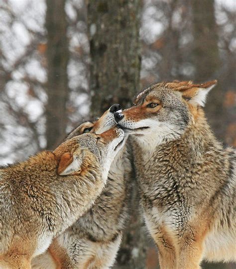 Cute & Funny Wolf Pic - Demon_wolf Photo (8893677) - Fanpop
