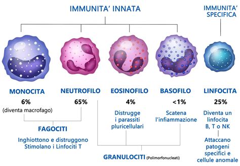 Sistema Immunitario Comè Fatto Come Funziona X115®