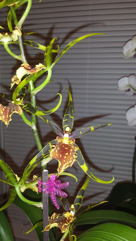 My Brassia Spider Orchid All About Plants Unique Flowers Flower