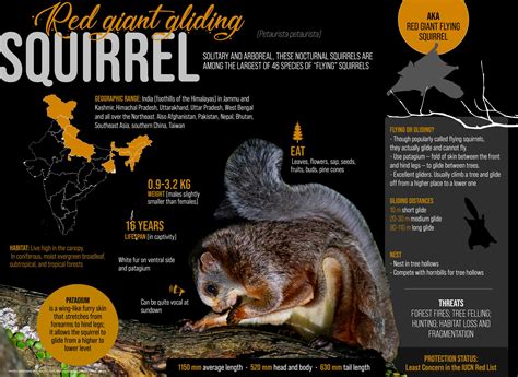 Red Giant Gliding Squirrel: Facts, Habitats, Threats | RoundGlass | Sustain