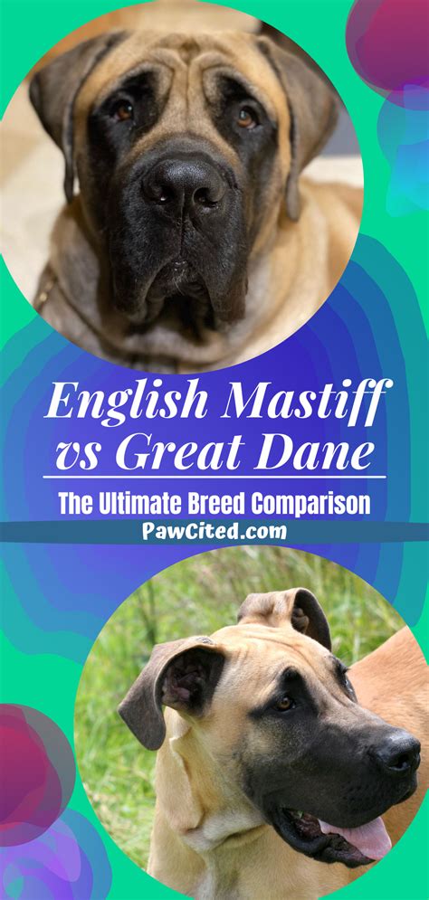 English mastiff vs great dane the ultimate breed comparison – Artofit