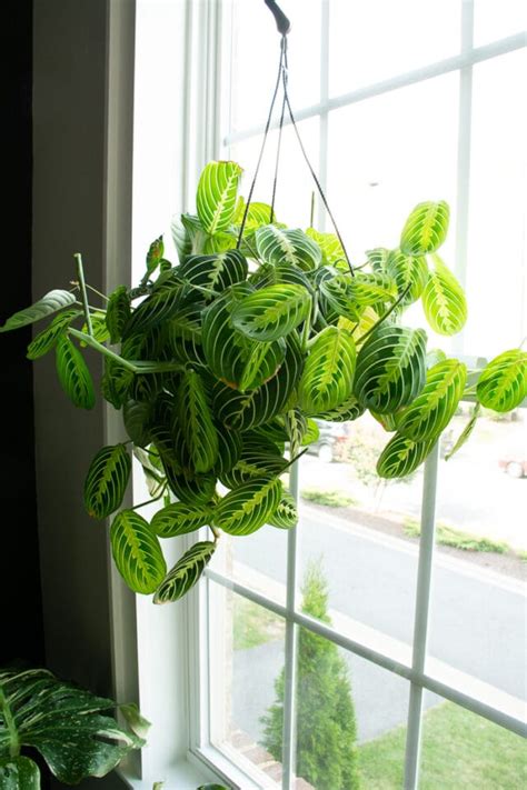 Prayer Plant Propagation And Rooting Maranta Leuconeura From Cuttings