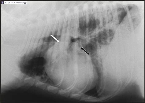 Caval Syndrome Heartworm Radiograph In Dogs Canis Vetlexicon