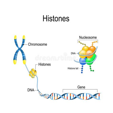 Do Gene Ao DNA E Cromossoma Na Estrutura Celular Sequência Genômica