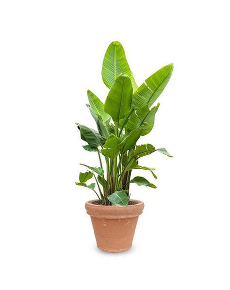 Strelitzia Kopen Fleurdirectnl Fleurdirect In 2024 Terracotta