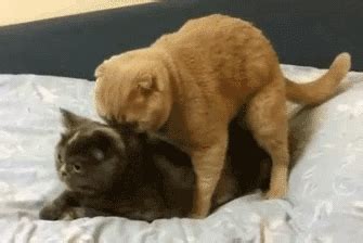 Late Night Imgur I Give You CAT SEX And The Pain Endured On Imgur