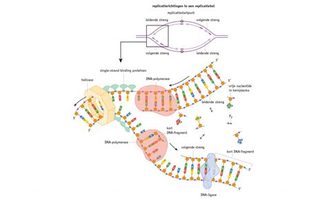 DNA Replicatie Medical Visuals