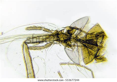 Female Mosquito Proboscis Through Microscope Stock Photo 553677244 | Shutterstock