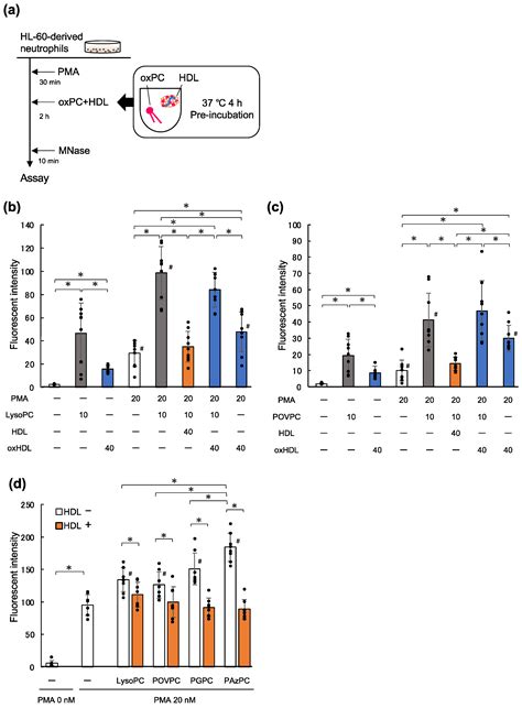 IJMS Free Full Text High Density Lipoprotein Suppresses Neutrophil