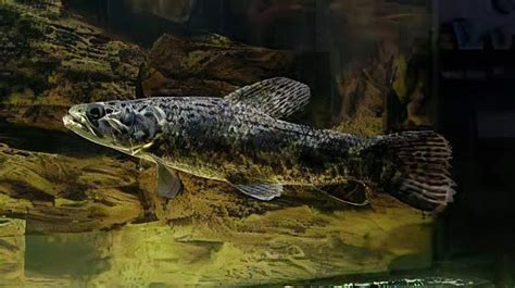 Aimara Wolf Fish Hoplias Aimara 15cm Sims Tropical Fish Tropical