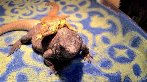 Dexter The Red Nigerian Uromastyx Relaxing On His Larry Lounger