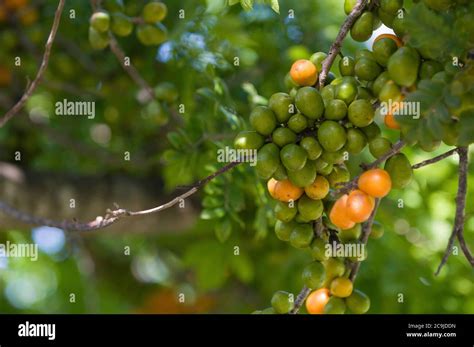 Hog Plum Tree Hi Res Stock Photography And Images Alamy