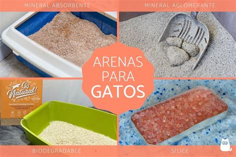 Tipos De Arena Para Gatos C Mo Elegir La Mejor