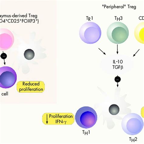 regulatory  cells   function  types  regulatory
