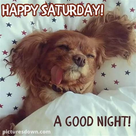 Good night saturday image sleeping dog - picturesdown.com