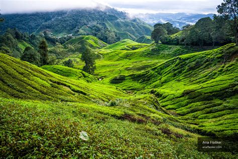 Tea Plantations, Cameron Highlands, Malaysia - Photography - Ana Flašker