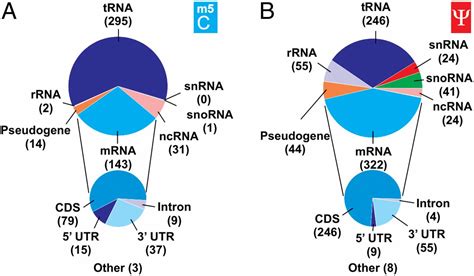 Transcriptome Wide Profiling Of Multiple RNA Modifications