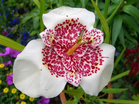 Flower Homes: Tigridia Flowers