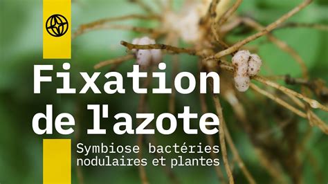 Fixation De L Azote Symbiose Bact Ries Nodulaires Et Plantes Youtube