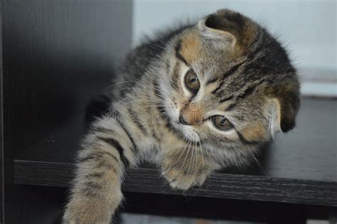 The Kitten Is Brindle Lop Eared Scottish Fold Stock Image Image Of