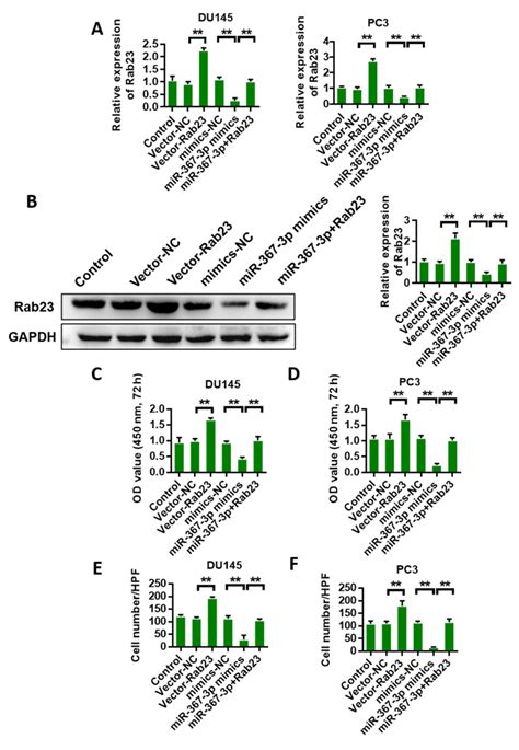 MiR3673p Downregulates Rab23 Expression And Inhibits Hedgehog