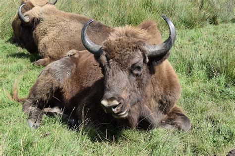 Knowsley Safari Park Merseyside Coast
