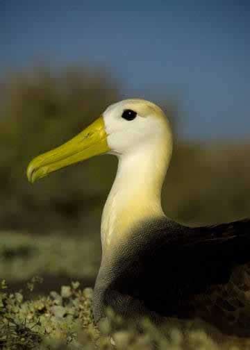 Galapagos Birds List 100 Birds To Watch For Latin Roots Travel