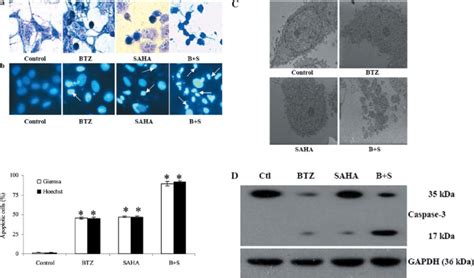 Induction Of Apoptosis In Hela Cells By The Combination Of Bortezomib