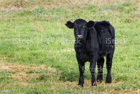 Isolated Black Angus Calf Standing On Grass Stock Photo Download