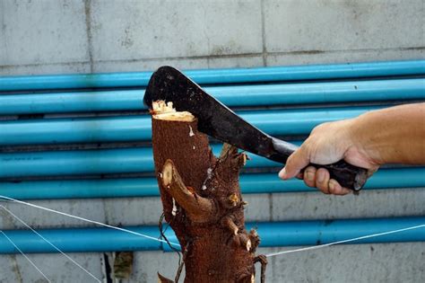 premium photo cropped hand cutting plant