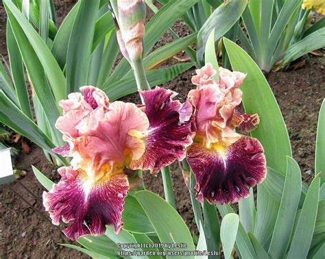 Border Bearded Iris Iris Picaro In The Irises Database Garden Org