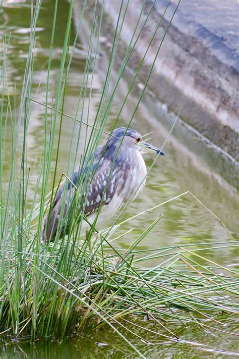 Naturaleza Pájaro Exterior Foto gratis en Pixabay Pixabay