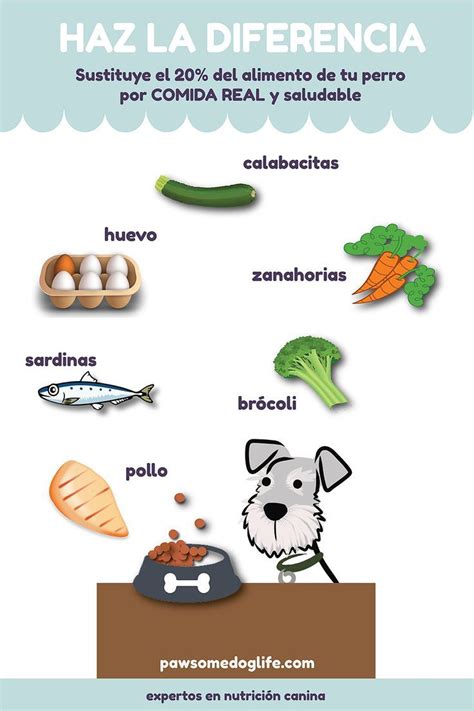 ¿qué Alimentos Puede Comer Mi Perro Introduce Comida Real Al Plato De Tu Mejoramigo Y Mejora Su