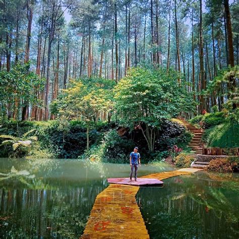 Wana Wisata Prabanlintang Danasari di Tegal, Lokasi Hutan Pinus yang ...