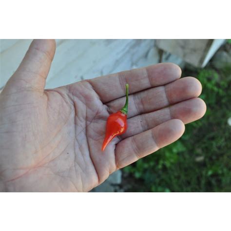 Biquinho Red Pepper (55 Days) Caspsicum chinense