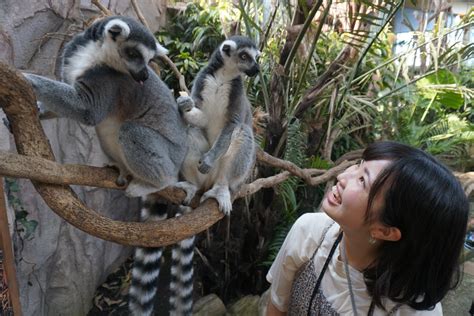 那須動物王國 景點指南、常見問題、星評、周邊景點 And 交通資訊 好運日本行