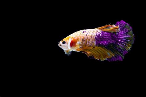 Premium Photo Plakad Yellow Purple Betta Fish Isolated On Black