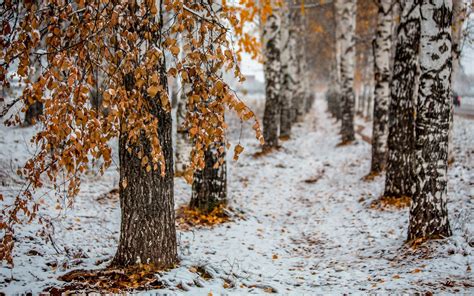 Wallpaper Sunlight Trees Forest Nature Snow Winter Branch